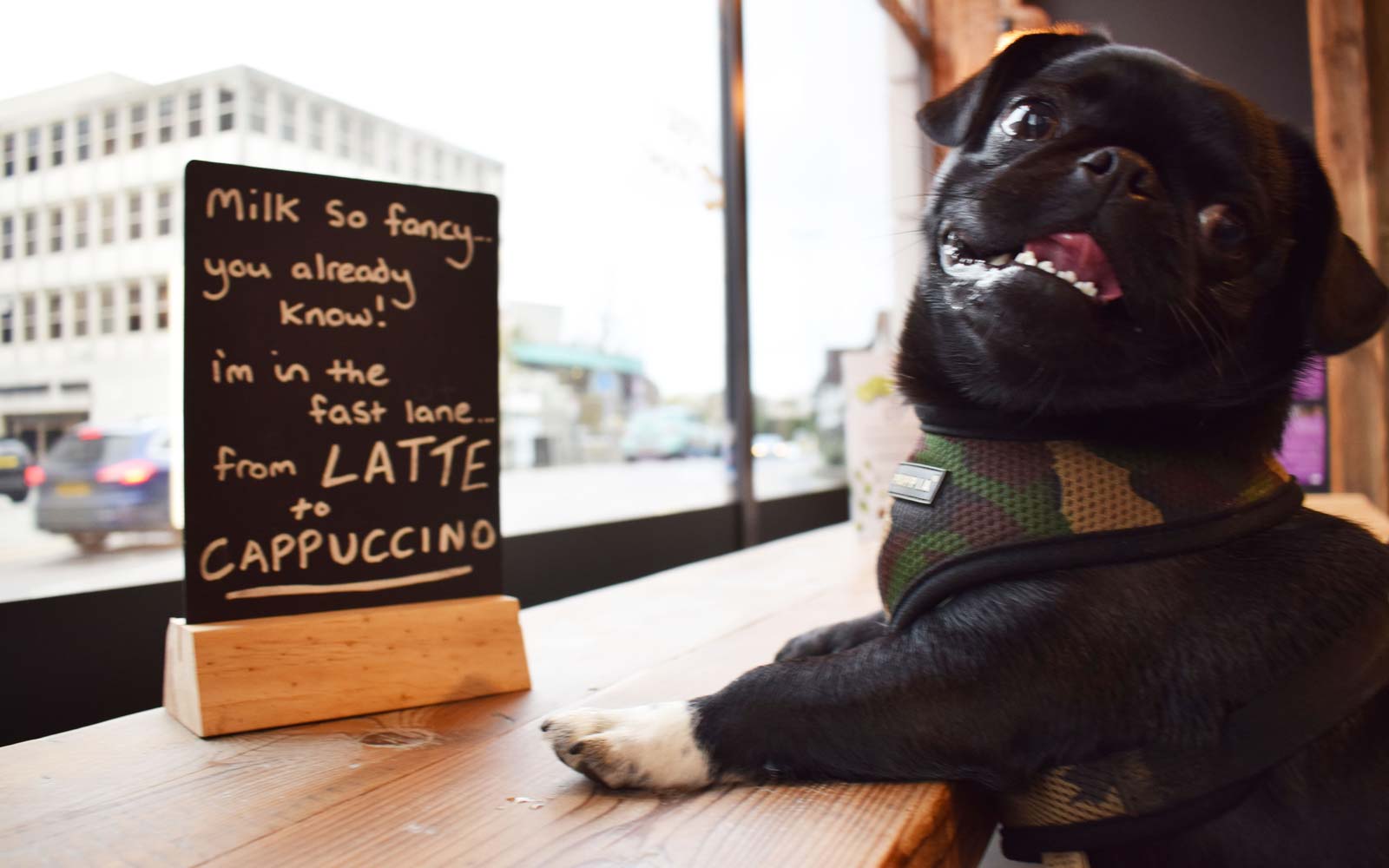 Pug Cafe Guildford Dog Latte Pug0417