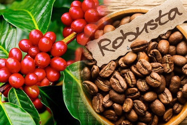Việt Nam tham gia hợp tác nhân giống cà phê robusta toàn cầu FnB Việt Nam